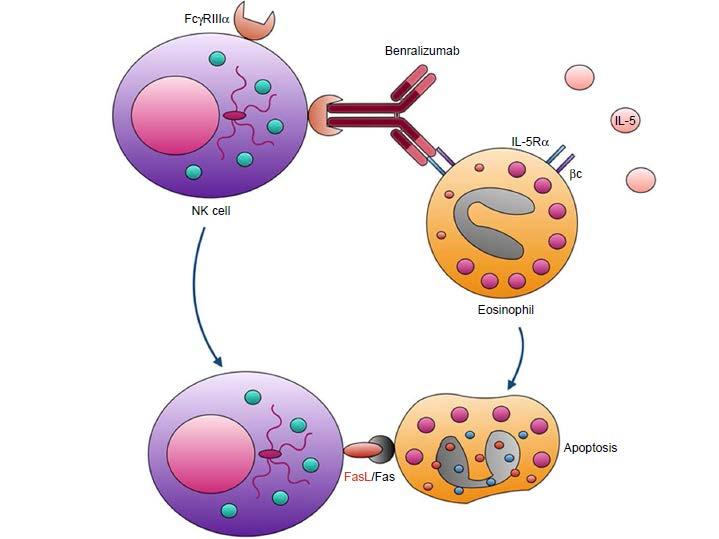 Benralizumab Pelaia C et al.