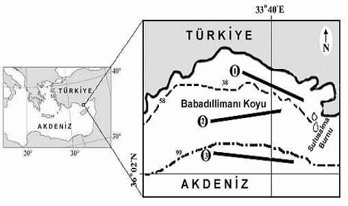 GİRİŞ Cynoglossidae familyasının bir üyesi olan sivrikuyruk dilbalığı, Kuzeydoğu Akdeniz kıyılarında dağılım gösteren lessepsiyen türlerden biridir (Whitehead, ve ark. 1986).