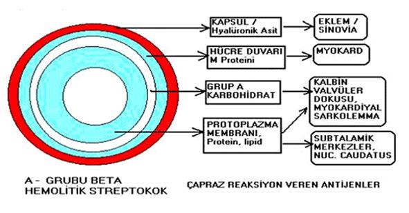 8 Şekil 1.