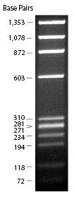 görünümü 1 : Φ x 174 DNA / BsuR (Hae III ) Büyüklük marker ı (Şekil 2.