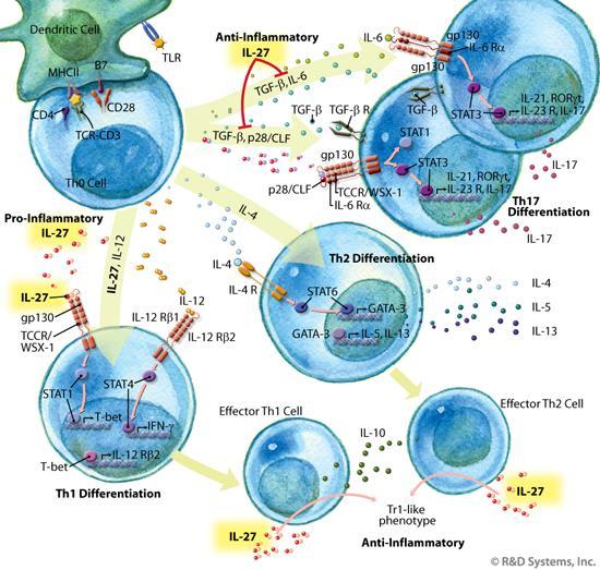 IL-27 : T