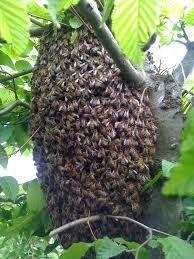 Arılar çevre koşullarına hassas bağlılık gösteren canlılar İnsanın kullanımına sunduğu ürünler dışında ekosistem hizmeti