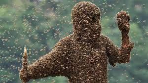 Güzel haber: İnsan, arılara yardımcı