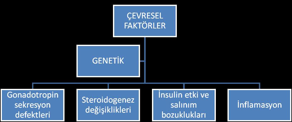 progesteron artışı ile beraber düşük LH ve FSH düzeyleri ile karakterize olan 14 günlük luteal faz oluşturulur.