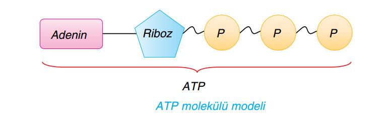 Solunum Canlıların besin maddelerini parçalayarak enerji elde etmesine solum denir. Solunum olayı ile besin (glikoz) parçalanarak enerji ATP ye aktarılır.