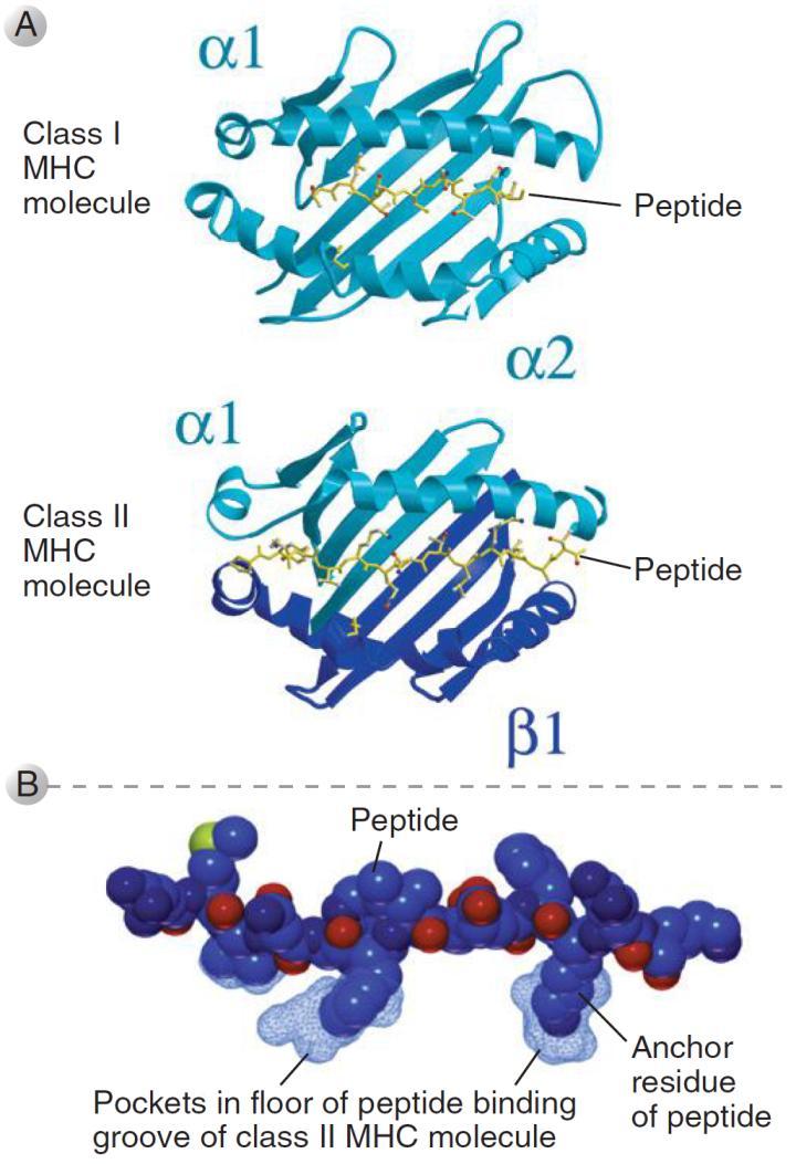 Lenfosit gelişimi & Tolerans B-lenfositler serbest Ag i tanıyabilirler T-lenfositler MHC (HLA) ile Ag sunumu