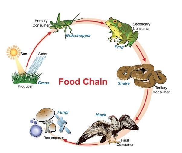 Bitkiler, mikroplar ve diğer canlılar birlikte olmaktan yarar sağlar Besin ağı; Yeryüzündeki tüm canlılar, birbirleriyle besin ağı olarak bilinen karmaşık beslenme ilişkisi içindedirler.