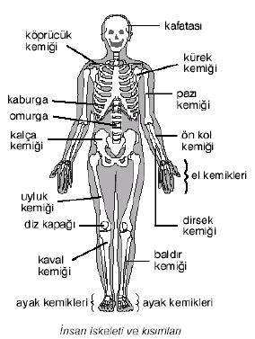 İNSANDA DESTEK VE HAREKET SİSTEMİ Kemik dokusu kemikleri, kemiklerde insan vücudunun çatısını oluşturur.