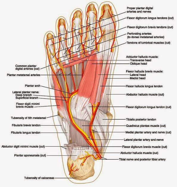 Ligamenta talofibulare posterius:kalın ve oldukça güçlü bir bağdır. Fossa malleoli lateralis ten başlayıp horizontal bir şekilde hafifçe arka kısma yönelerek talus un tuberculum laterale sine yapışır.