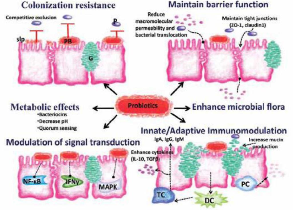 İ B S Te d a v i s i n d e M i k r o b i y o m N a s ı l E t k i E d e r Eur J Clin Microbiol Infect Dis DOI 10.