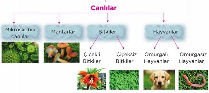 Canlıları Tanıyalım Bilimsel olarak canlılar belirli guruplara ayrılmıştır.