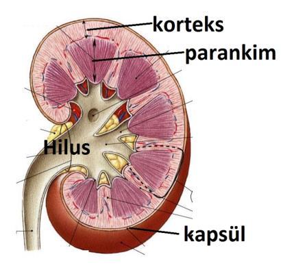 Abdominopelvik Sonografik İnceleme Karaciğerin parankimal sonoreflektivitesi, patternal özellikleri, konturları ve