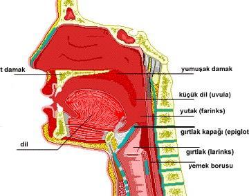 Sindirim ağızda dişler ile çiğnemeyle başlar. En büyük tükrük bezi kulağın hemen önündeki parotis bezidir.