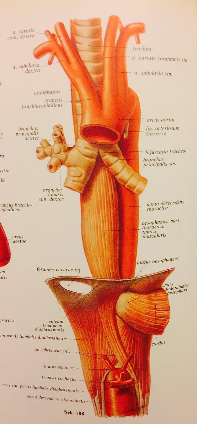 Özafagus Üst sfinkterin gevşemesi ile gıda özafagusa girer.