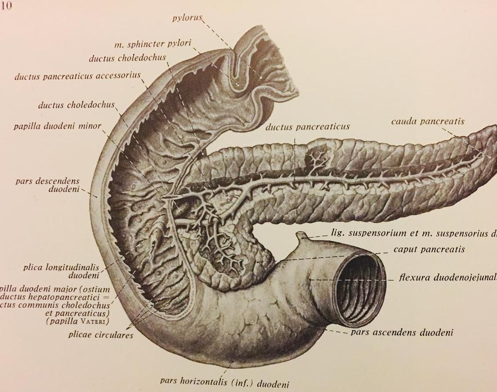 Duodenum (12 parmak barsağı) Pilor ile başlar, «C» biçiminden sonra