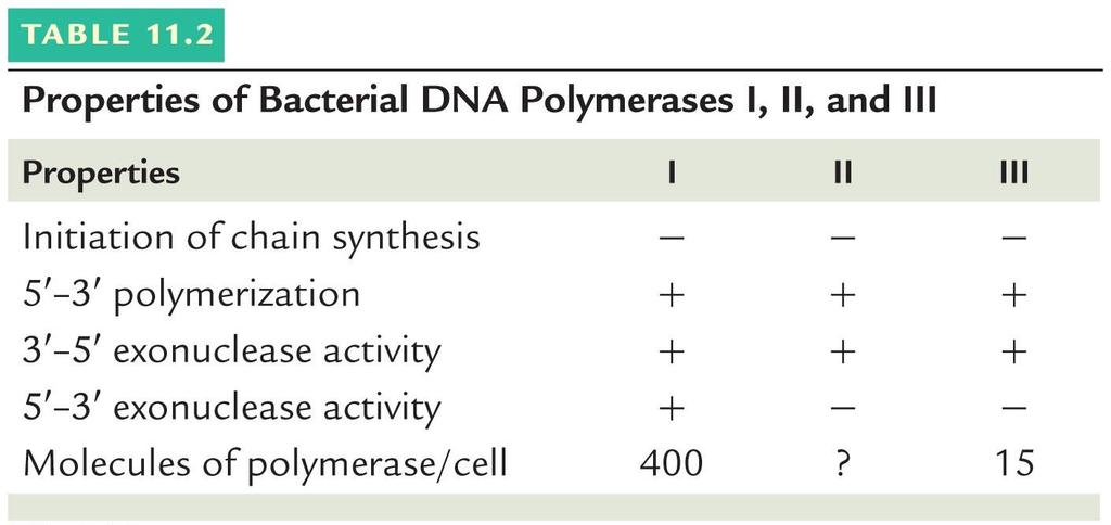 Bakteri DNA polimeraz I, II ve III ün özellikleri Özellikler Zincir sentezini başlatma