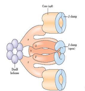 11.2 DNA polimeraz III, 10 alt birimden oluşan karmaşık bir enzimdir (holoenzim)