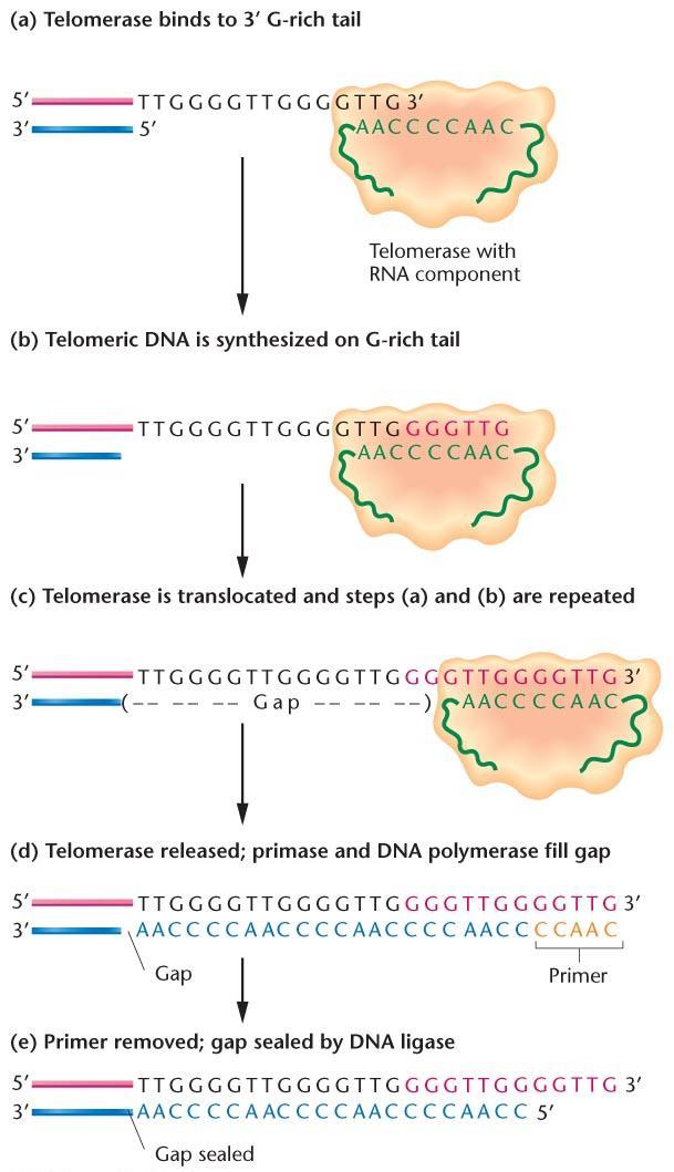 Telomeraz bağlanır DNA sentezlenir Telomeraz hareket eder ve ilk 2 adım tekrarlanır Telomeraz ayrılır