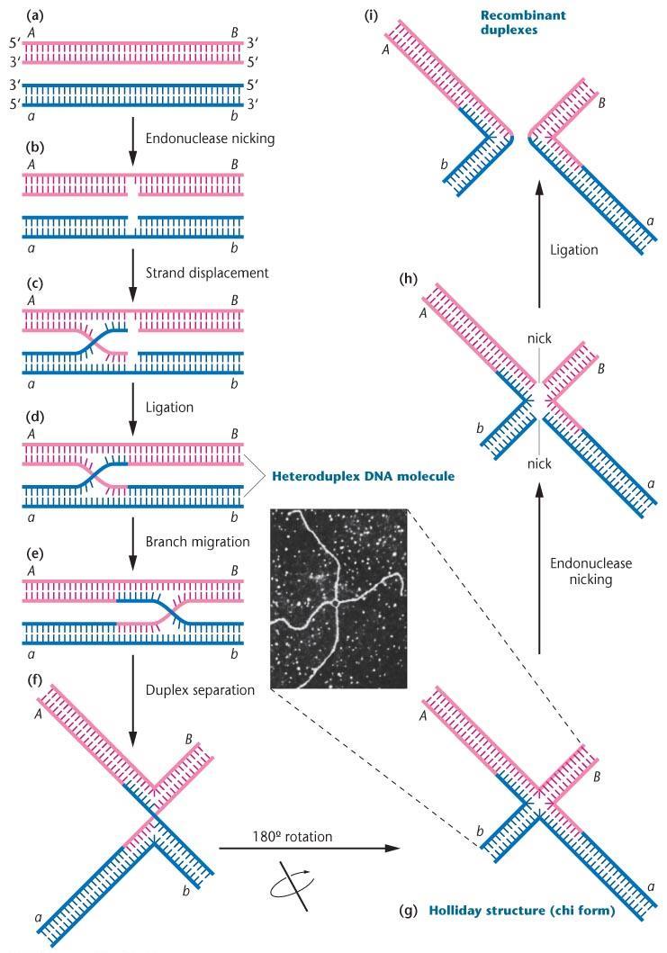 Figure 11.