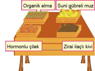 5. Şekilde merkezi sinir sisteminin bölümleri gösterilmiştir. Aşağıda bir manav tezgahındaki bazı meyveler verilmiştir.