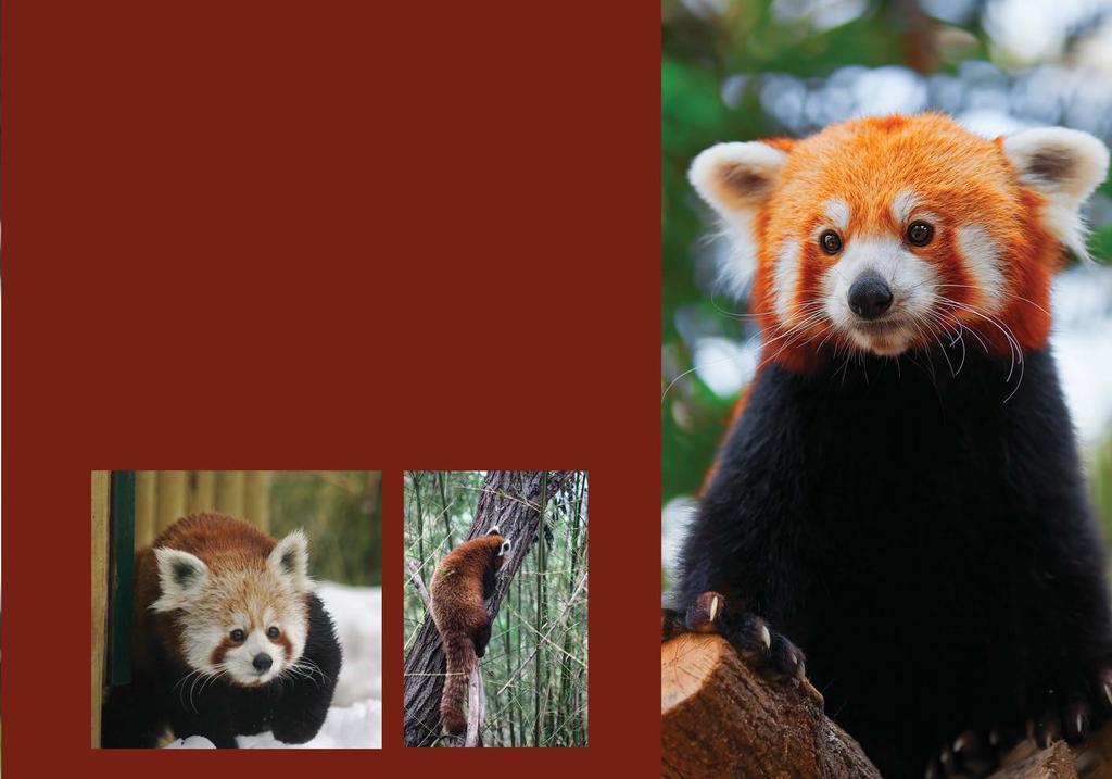KORUMA VE EVLAT EDİNME Kızıl Panda 2008 de IUCN tarafından Hassas Tür (Vulnerable) olarak nitelendirirken, günümüzde bir kategori daha yükselerek Nesli Tehlike Altındaki Tür (Endangered) olarak