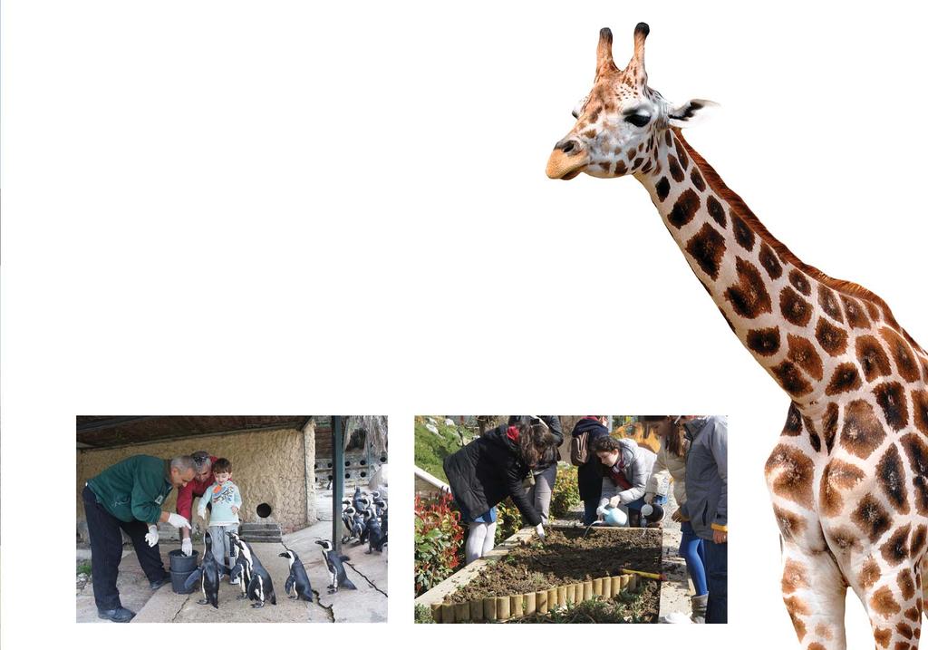 AYRICALIKLAR Destek olunan hayvanların tanıtım amaçlı imaj kullanım hakları FYZoo websitesinde FYZoo Dostları kısmında görünürlük FYZoo websitesinde Kurumsal Ortaklık bölümünde içerik Park girişinde