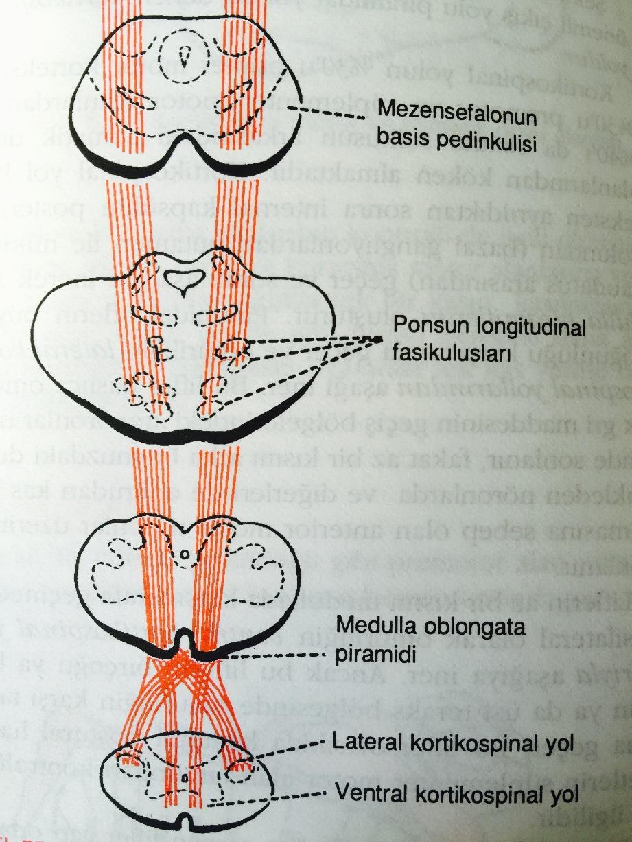 pons-omurilik soğanı arasındaki medulla oblangata da çaprazlanır.