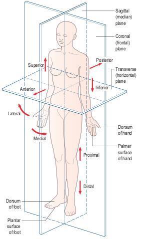 Anatomik Planlar Transvers = horizontal plan; Yere paralel Koronal = frontal