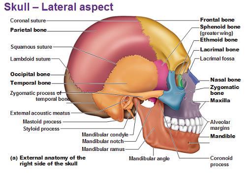 Kafatası kemikleri Frontal kemik Parietal kemik Oksipital