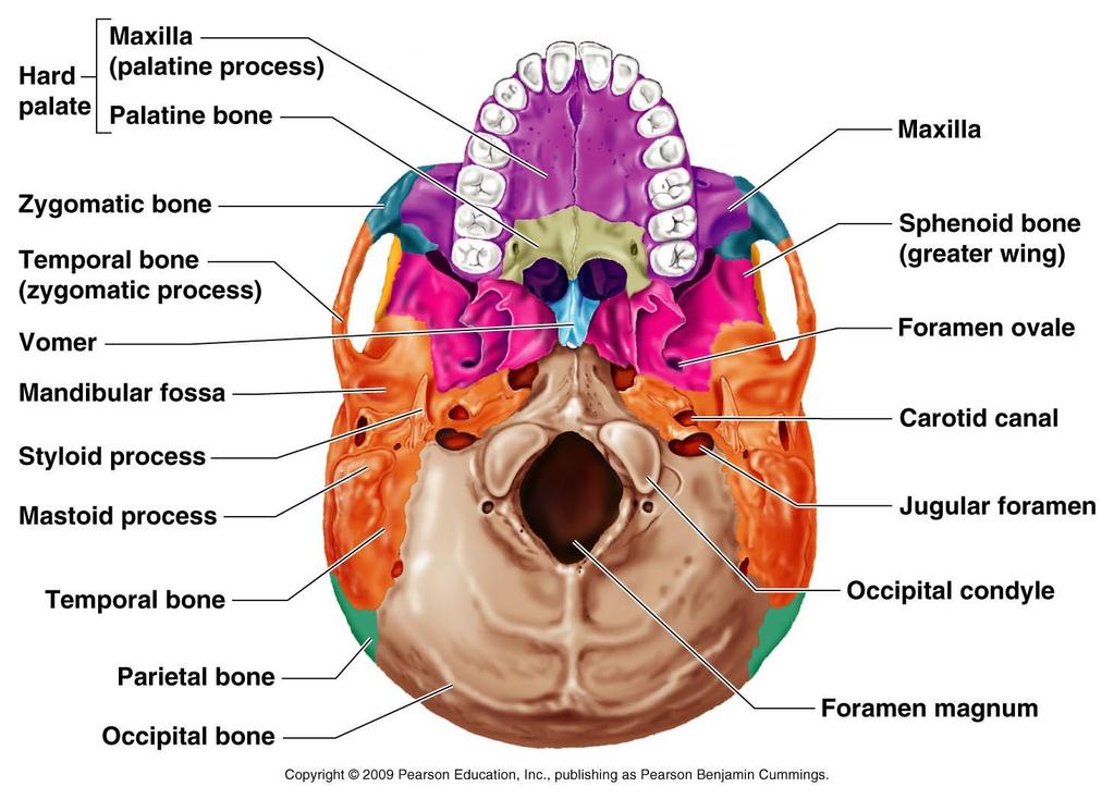 Kafatası kemikleri Frontal kemik Parietal kemik Oksipital kemik Maksilla