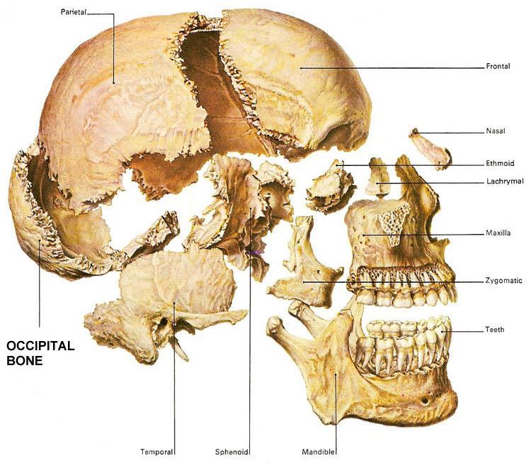 Frontal kemik Parietal kemik Oksipital kemik