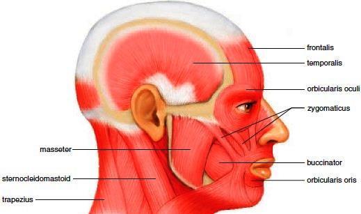 Kafatası kasları Frontal kas Temporal kas