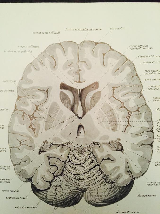 Beyin İç Anatomisi En dışta gri madde bulunur, Altında