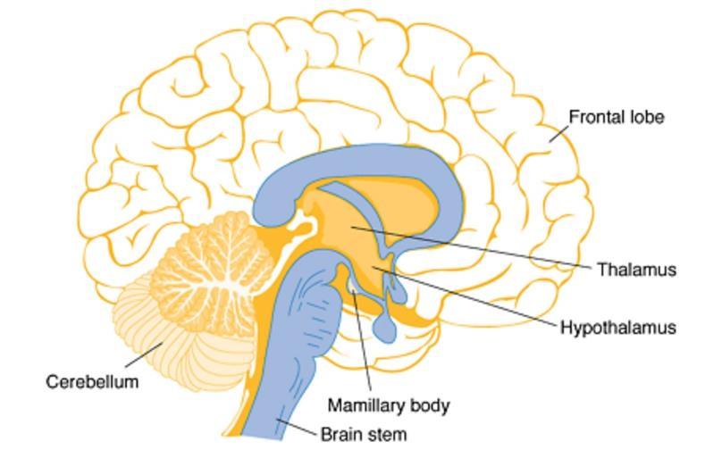 oblangata) ve omurilik(medulla spinalis) ile devam eder.