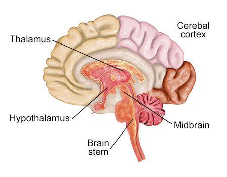 Beyin Fonksiyonel Anatomisi Kortex; Beynin temel motor, somatik ve entelektüel faaliyetlerinin yürütüldüğü alandır.