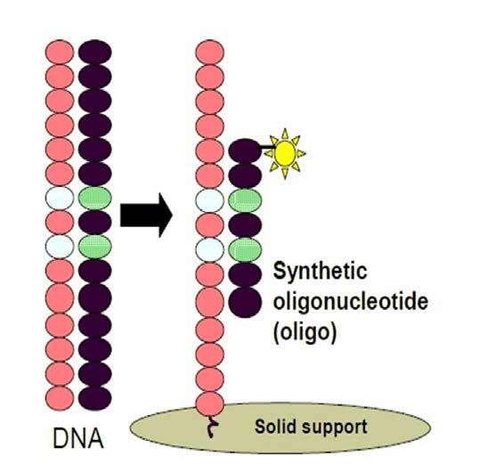 SSO (Sequence Specific Oligonucleotid) Bir HLA bölgesine özgün primerlerle DNA nın PCR