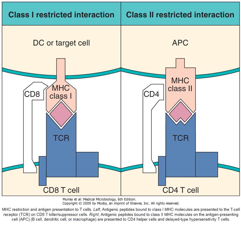 Sınıf I HLA molekülleri CD8+ sitotoksik T hücrelere, Sınıf II HLA molekülleri ise CD4+ yardımcı T hücrelerine antijen sunarlar.