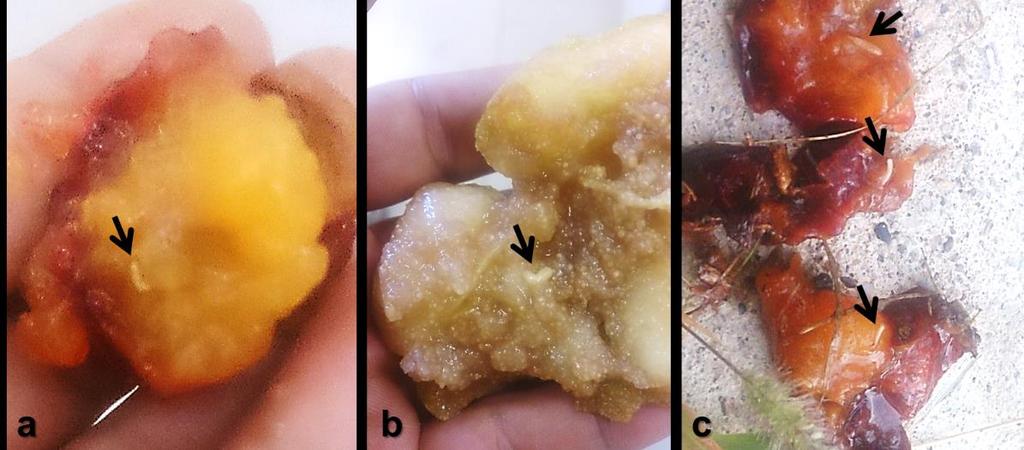 104 Şekil 2. Kırşehir de tespit edilen Akdeniz meyve sineği, Ceratitis capitata, larvalarının bulunduğu meyve örnekleri, (a) şeftali, (b) armut, (c) erik. Figure 2.