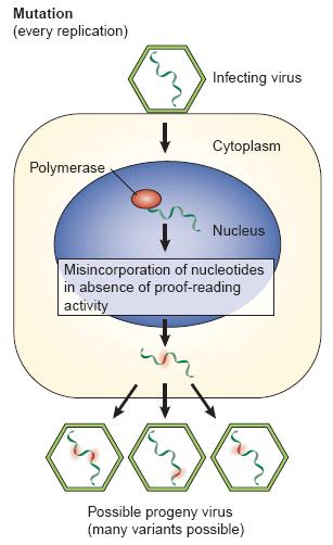 Mutasyon (her replikasyonda) Antijenik drift: - nokta mutasyonları - minor değişiklikler infeksiyöz virus polimeraz