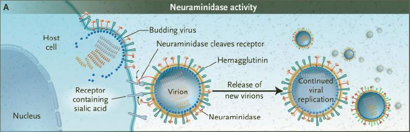 Oseltamivir etki mekanizması Nöroaminidaz: Virüs suşunun salınımını sağlar Virüs agregasyonunu önler Virüs penetrasyonunu