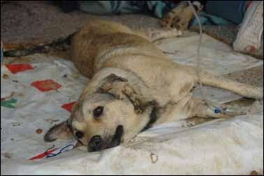 Hayati tehlikesi bulunan 6 köpek kliniklere gönderilirken, 2 köpek tüm müdahalelere rağmen kurtarılamadı.