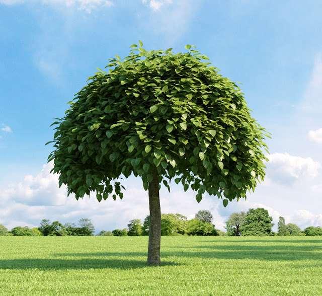 Catalpa bignonioides Umbraculifera-Katalpa Şemsiye formludur. Kışın yaprağını döker. Geniş, yuvarlak formlu ve hızlı büyür. 15-20 cm. uzunluğunda kalp şeklinde yaprakları vardır.