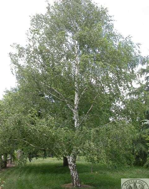 Betula alba-huş Kışın yaprağını döker. Her tür iklim koşullarına özellikle soğuk iklimlere kolaylıkla uyum sağlarlar. Gösterişli gövde kabukları en belirgin özelliğidir.