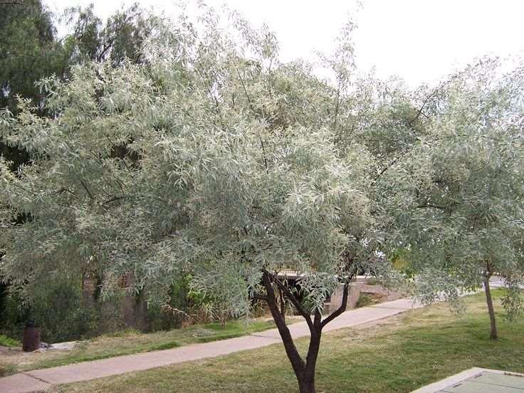 Eleagnus angustifolia-iğde Kışın yaprağını döker. Çiçeği ve meyvesi küçüktür. Çiçekleri güzel kokuludur. 6-7 cm.