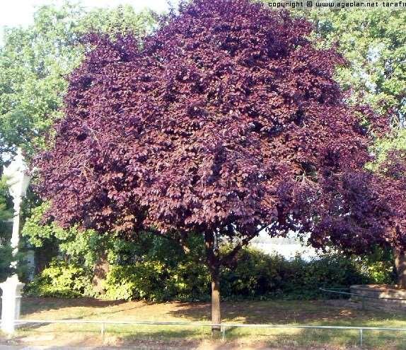 Prunus cerasifera 'Pissardii Nigra - Süs eriği Kışın yaprağını döker.