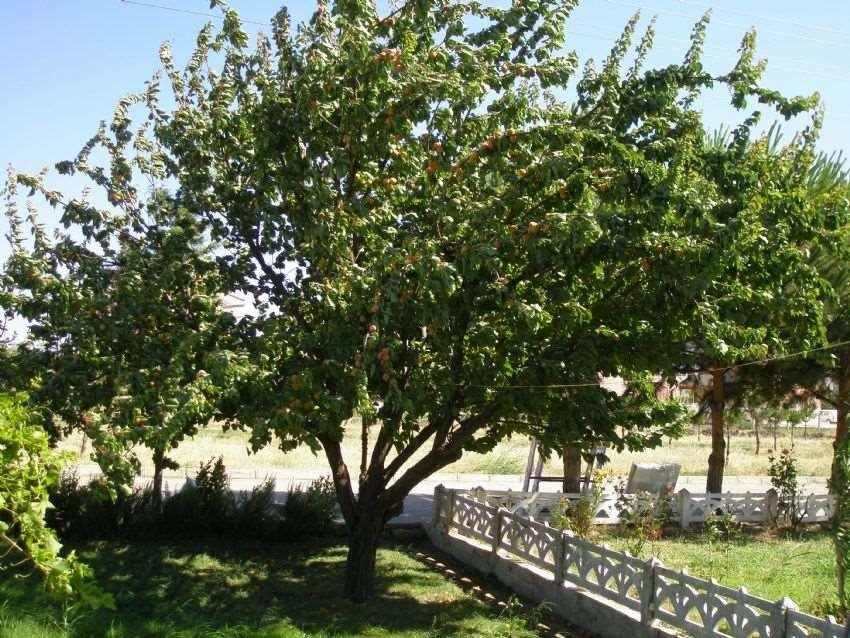 Meyve Ağaçları Bodurlaştırılmamış meyve ağaçları gölgelendirme için çok uygun ağaçlardır.