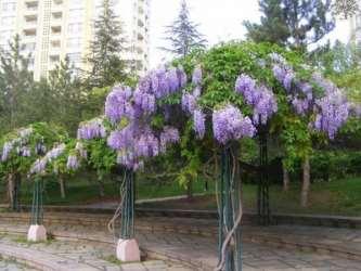 Sarmaşık Türleri Wisteria sinensis - Mor Salkım Çin mor