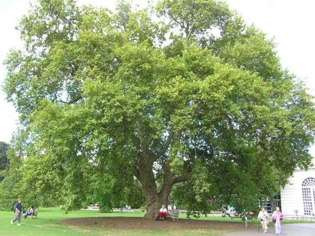 Platanus orientalis- Doğu çınarı Kışın yaprağını döker. Yetişkin ağaçların gövdeleri pul pul kabarır. Uzun ömürlüdür. Dev cüsselidir.