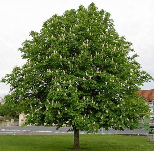 Aesculus hippocastanum-beyaz çiçekli at kestanesi Kışın yaprağını döker. Kırmızı ve sarı benekli beyaz çiçekleri vardır. İlkbaharda açar. 25-30 cm. uzunluğundadır.