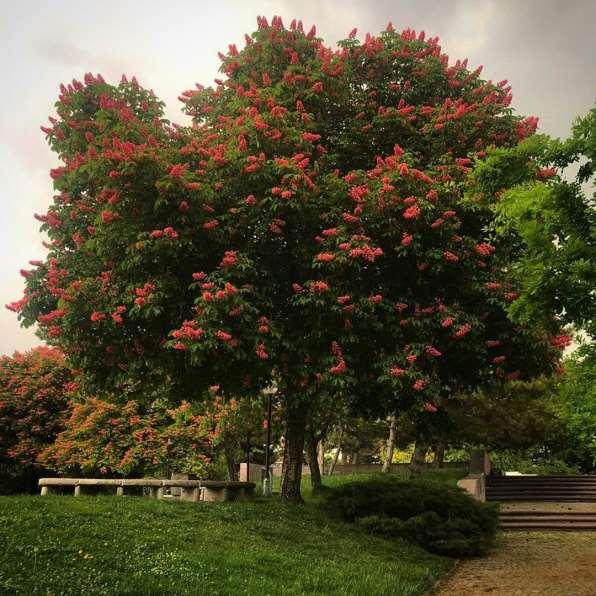 Aesculus carnea- Kırmızı çiçekli at kestanesi Kışın yaprağını döker. Kırmızı ve sarı benekli beyaz çiçekleri vardır. İlkbaharda açar. 25-30 cm. uzunluğundadır.